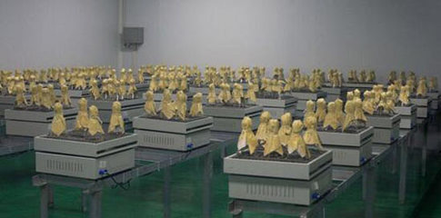 黑龍江鼎尊生物科技:傾力打造食用菌領(lǐng)軍企業(yè) 引領(lǐng)全行業(yè)共建生態(tài)文明