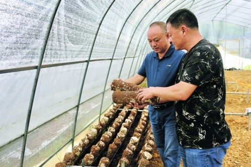 金相源食用菌工廠(chǎng)化 生產(chǎn)基地項(xiàng)目一期建成投產(chǎn)