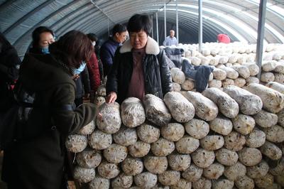 我院成功舉辦河北省食用菌栽培與管理高級(jí)研修班