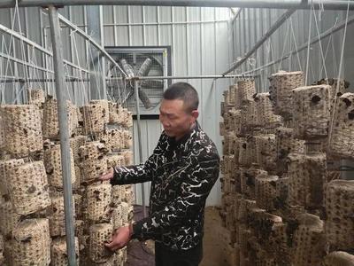 涼州:食用菌產(chǎn)業(yè)為現(xiàn)代農(nóng)業(yè)添動(dòng)力 鄉(xiāng)村振興增活力
