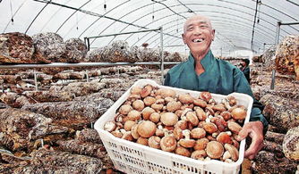 小香菇撐起群眾 致富傘