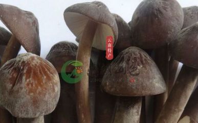 西峽百菌園:農(nóng)業(yè)幫扶農(nóng)戶(hù),助力精準(zhǔn)扶貧