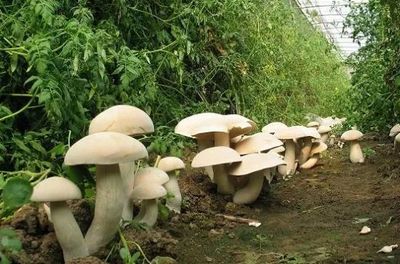 厲害了!云南6個(gè)項(xiàng)目獲國(guó)家科學(xué)技術(shù)進(jìn)步獎(jiǎng)二等獎(jiǎng)